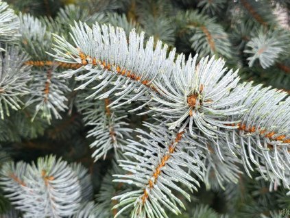 Smrk pichlavý 'Hoopsii'