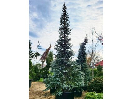 Smrk pichlavý 'Hoopsii'