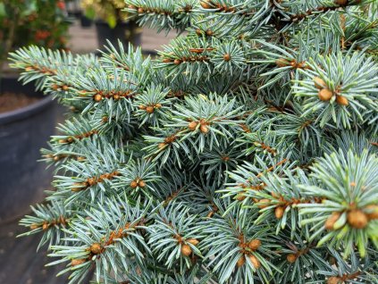 Picea pungens 'St. Mary's Broom' (1)