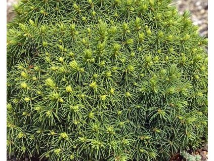 61104 1 smrk sivy alberta globe kminek