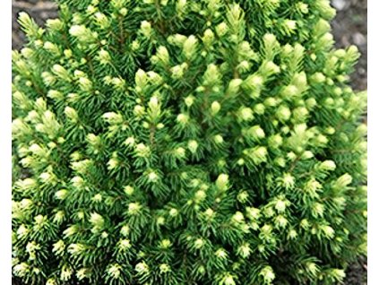 Smrk siv� �Maigold� (Balen� kontejner C3, Tvar v��ka 30-40 cm)