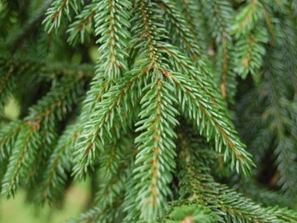 aurea orientalis