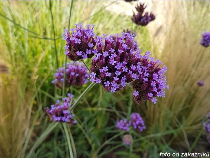 Sporýš argentinský - Verbena bonariensis