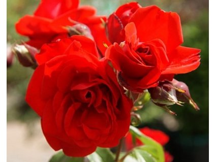 Stromková růže ´Satchmo´ (Balení kontejner)