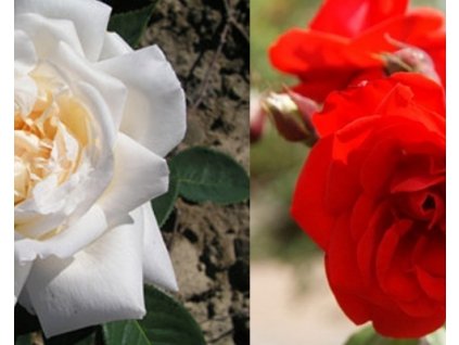 Stromková růže ´Satchmo+White Crystal´ (Balení kontejner, kmínek 110cm)