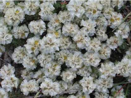 Stříbřenka klubíčkatá - Paronychia kapela