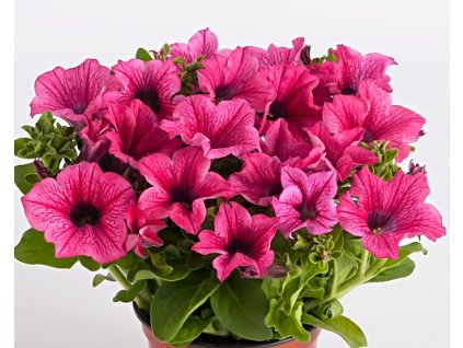 61719 1 surfinia hot pink surfinia hot pink
