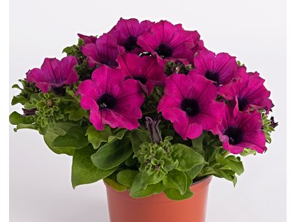 61722 1 surfinia purple
