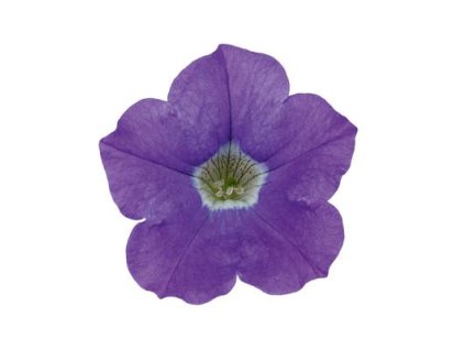 61752 1 surfinia patio blue