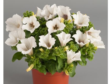 61764 1 surfinia white