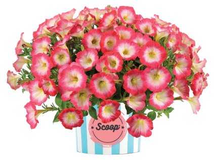 Scoop� Sweet Punch