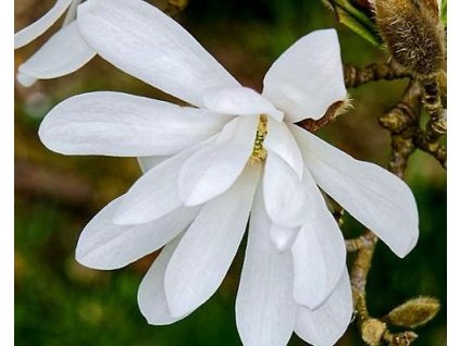 62217 1 magnolie wada s memory