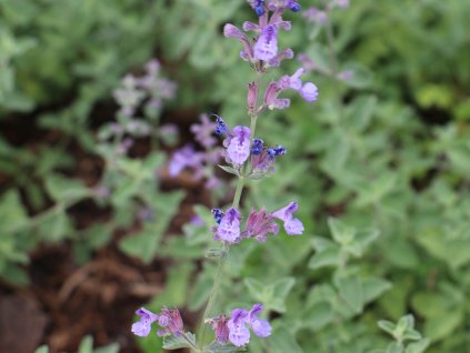 Šanta zkřížená - Nepeta x faassenii