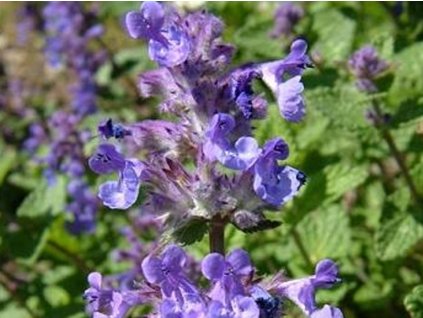 Šanta zkřížená - Nepeta x faassenii
