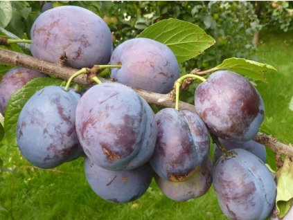Švestka 'Bluefree'