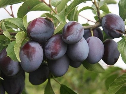 Švestka 'Dabrovická'