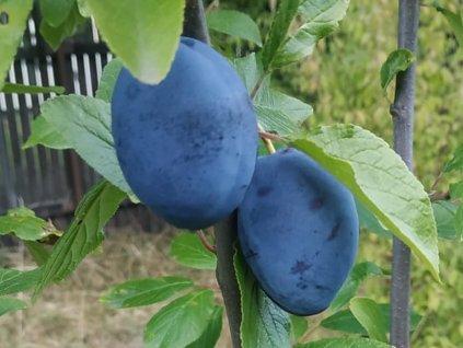 Švestka 'Emper'