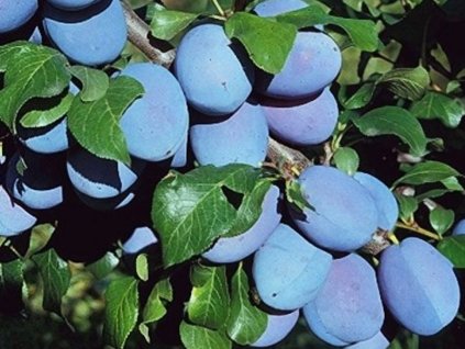 Švestka 'Haganta®'