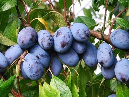 Švestka 'Jofela®'