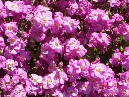 pink ta�i�ka