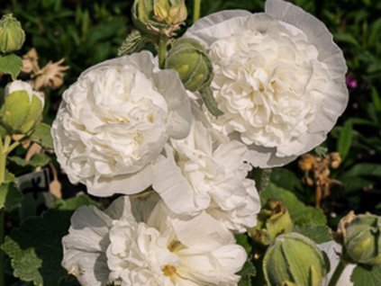 Topolovka růžová plena 'Chaters Weiss' - Alcea rosea plena 'Chaters Weiss'