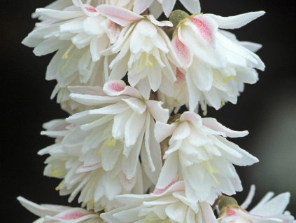 Trojpuk drsný 'Rosea Plena'