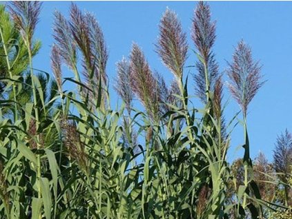 arundo
