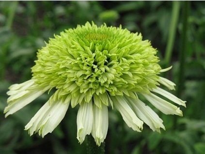 honey dew