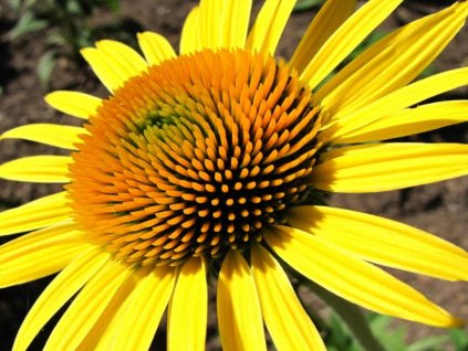 sunshine 1