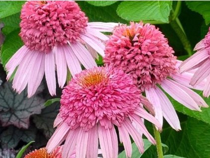 meteor pink