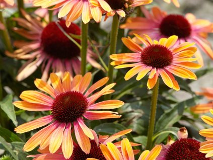 echinacea rainbow marcella 2