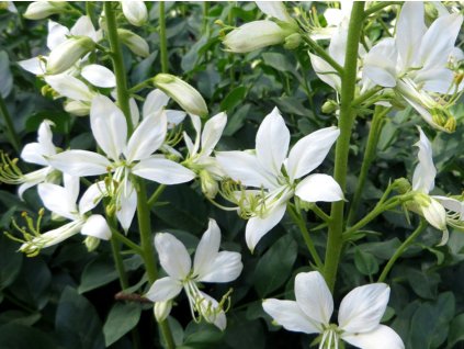 Třemdava bílá 'Albiflorus' - Dictamnus albus var. albiflorus