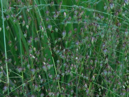 Třeslice prostřední - Briza media