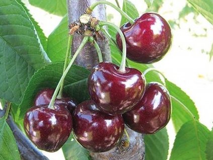 Třešeň 'Fabiola'