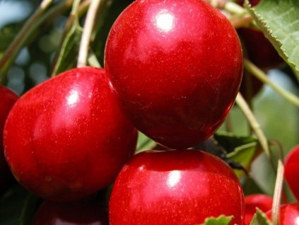Třešeň 'Giant Red'