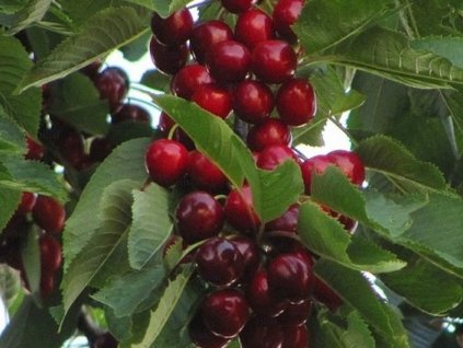 Třešeň 'Helga'