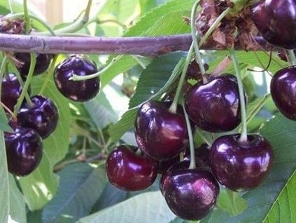 Třešeň 'Merchant'