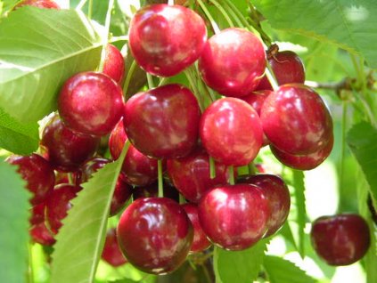 Třešeň 'Vanda'