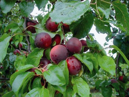 Třešeň x meruňka 'Aprikyra' (Balení prostokořenný stromek, myrobalán)