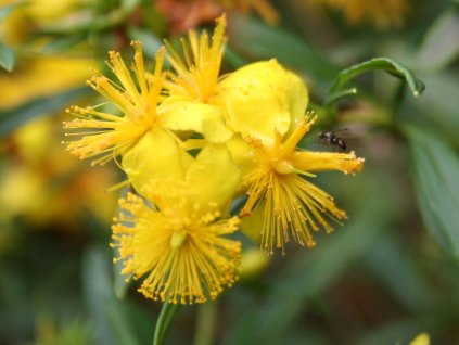 Třezalka 'Buttercup'