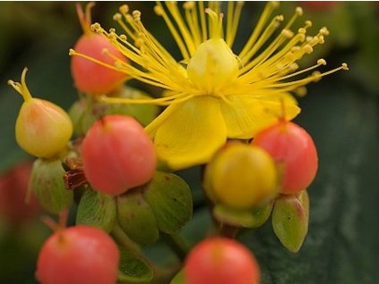 Třezalka kalíškatá 'Rose Von Sharon' - Hypericum calycinum 'Rose Von Sharon'