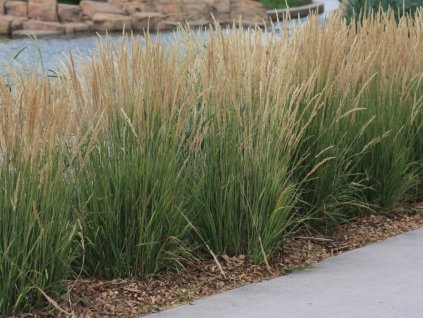 Třtina ostrokvětá 'Karl Foerster' - Calamagrostis acutiflora 'Karl Foerster'