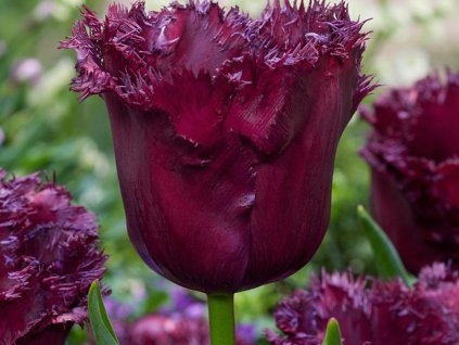Tulipán 'Gorilla'