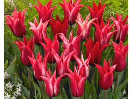 65742 1 tulipan lily chic 3ks