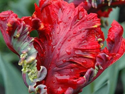 rococo