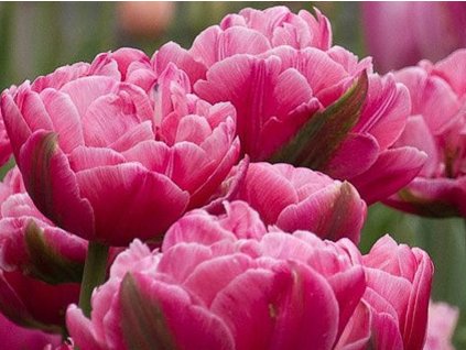 tulip�n r��ov� t
