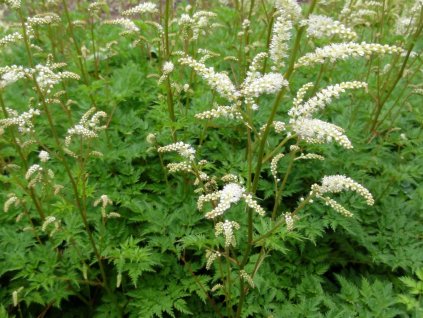 Udatna dvoudomá - Aruncus aethusifolius