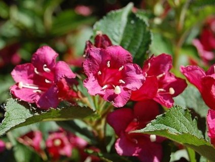 bristol ruby
