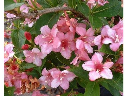 Vajg�lie kv�tnat� 'Boskoop Glory' (Balen� bal, Tvar ke�, v��ka 120-140 cm)