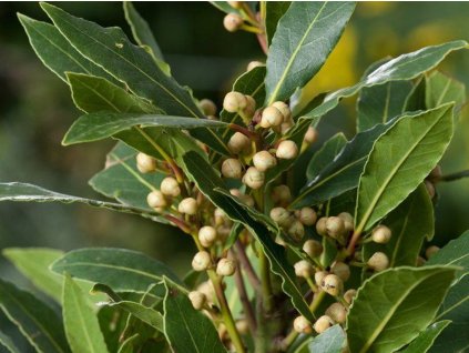 Vavřín vznešený  Laurus nobilis